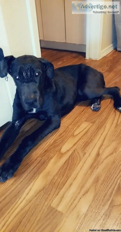 Great dane