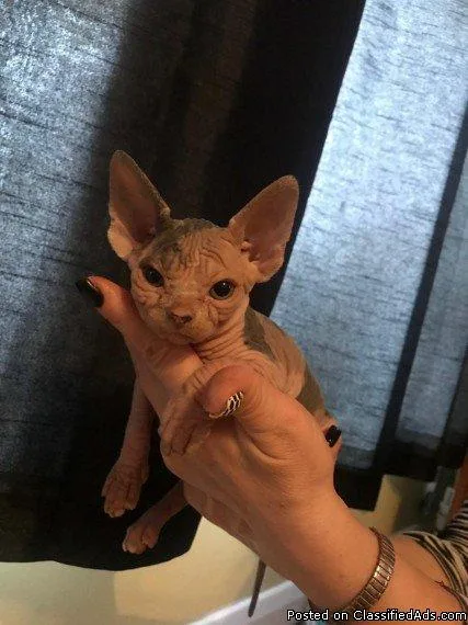 There Are Only 2 Sphynx Kittens Left