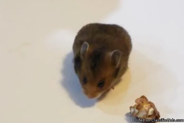 Baby hamsters