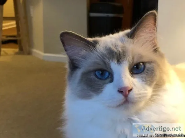 Ragdoll sale due to relocation