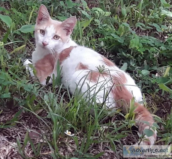 Lost Cat Buggie
