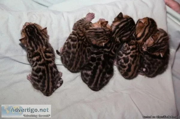 Shinning quality and healthy Bengal Kittens
