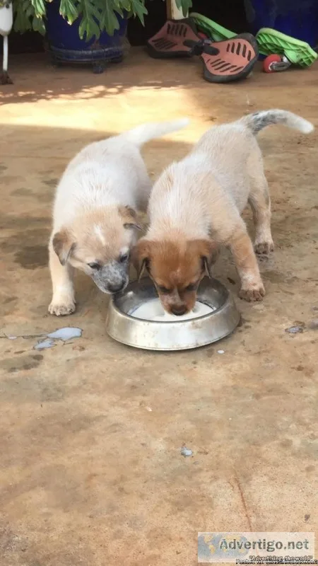 Pure Bred Australian Cattle dog pups