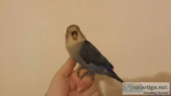 Purple Lovebird Babys