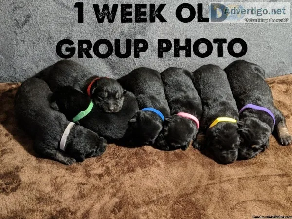 AKC German Shepherd Puppies
