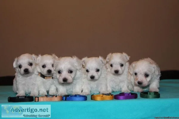 Ready Fantastic Maltese Puppies