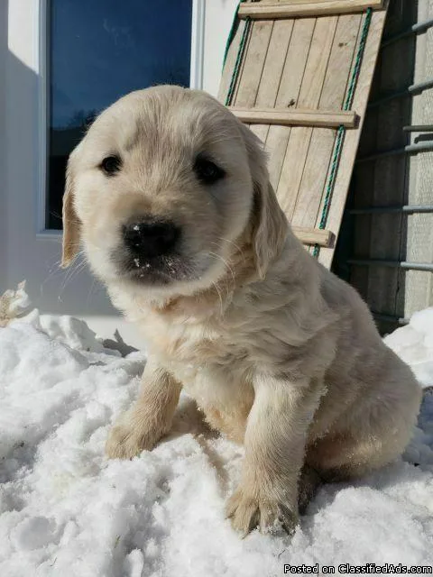 Goldendoodles