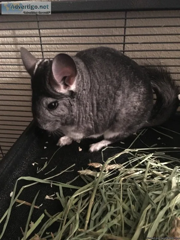 3 Chinchillas and accessories