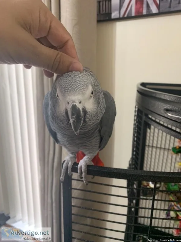 Handsome Friendly African Grey Parrot