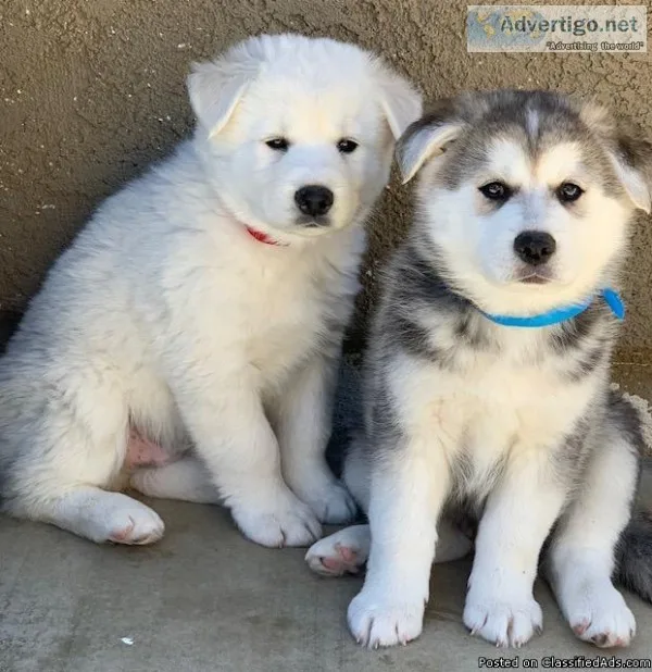 Cute Siberian Retriever Puppies