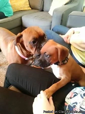 2 beautiful boxer puppies left
