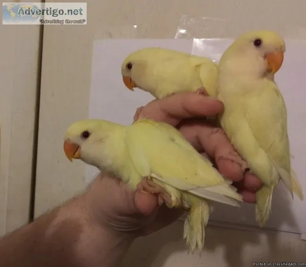 Creamion Lovebird Babies