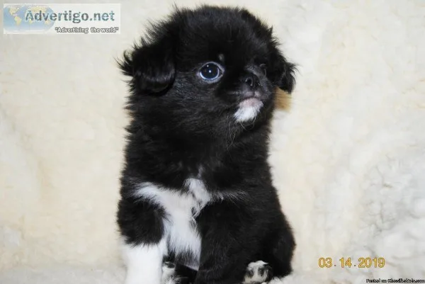 BENNY Japanese Chin Shih-Tzu and Pekinese MIX