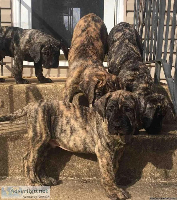 Presa Canario purebred
