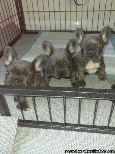 Well Trained French Bulldog Puppies