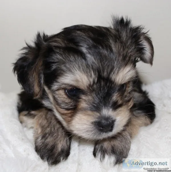 Boise I&rsquod Sandee&rsquos Gorgeous Yorkies
