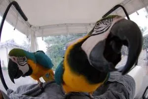 Friendly Blue and Gold Macaw Parrots Ready Now