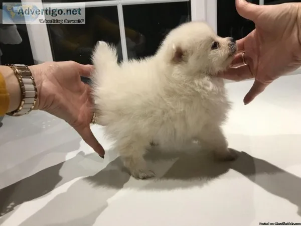 Pomeranian Puppies Available