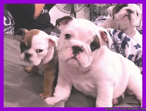 Registered English bulldog