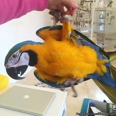 FEMALE BLUE AND GOLD MACAW WITH CAGE FOR SALE