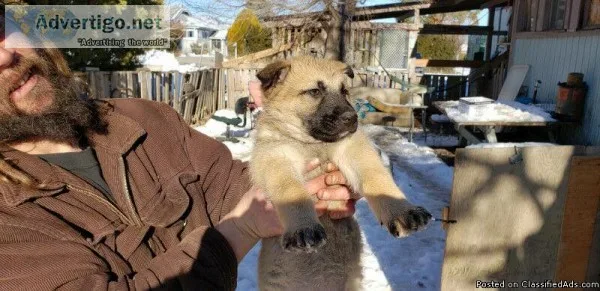 German Shepherd Puppies