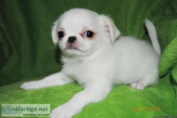 MISS TIBBI  JAPANESE CHIN SHIH TZU and PEKINESE MIX