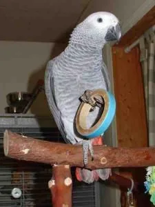 Friendly HAND FED pair of Congo African Grey babies
