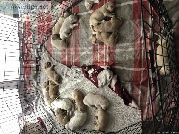 Golden Retriever Puppies