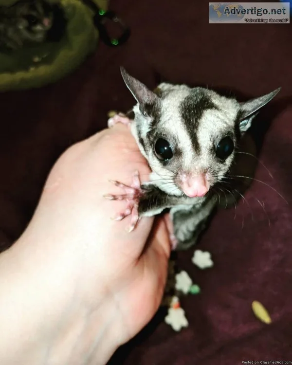 Sugar Glider Joey girl