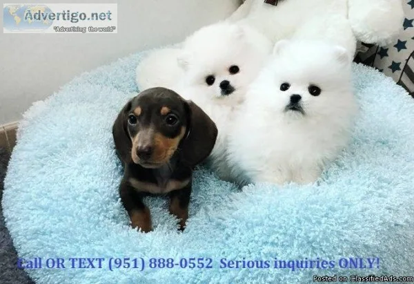 Beautiful Bear Face Micro Teacup Pom Available