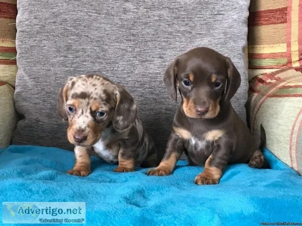 last Male Minature Dachshund Pups For U