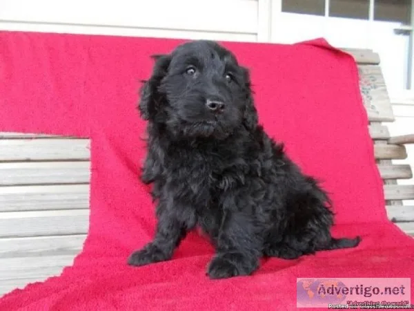 Stanley Male Goldendoodle