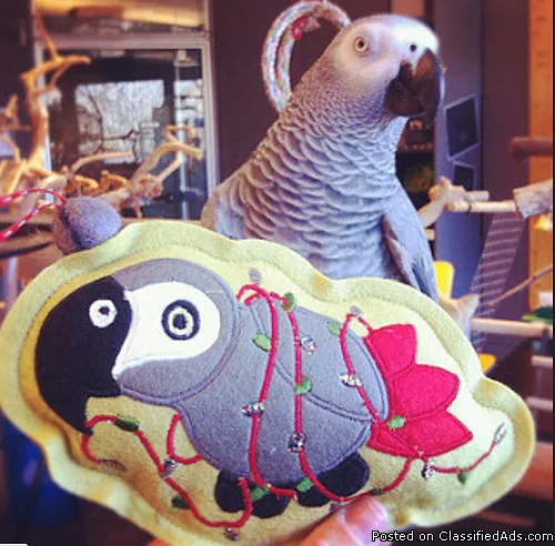 One African Grey Parrot Available Congo Male 