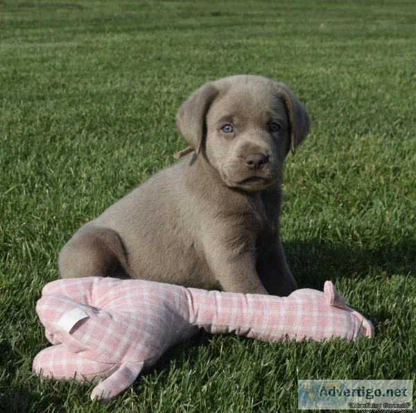 AKC Silver Labrador Retriever Puppies