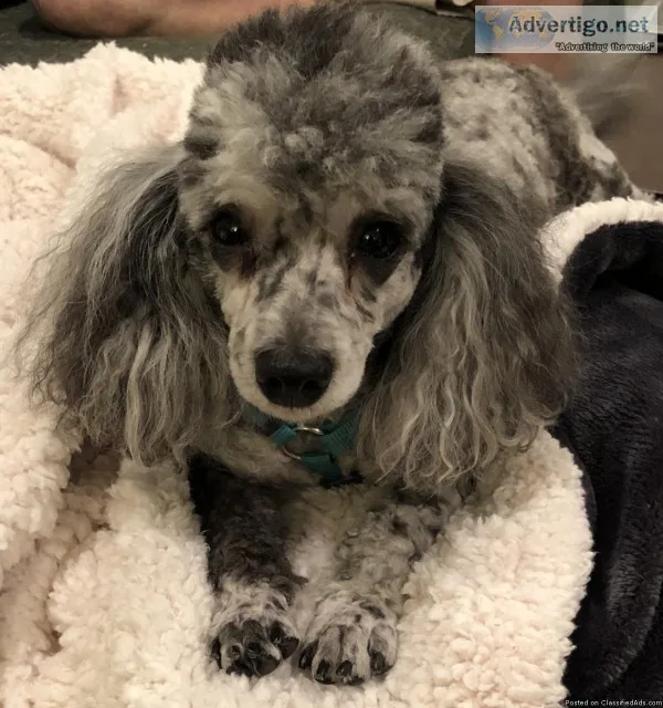 MISSING TOY POODLE