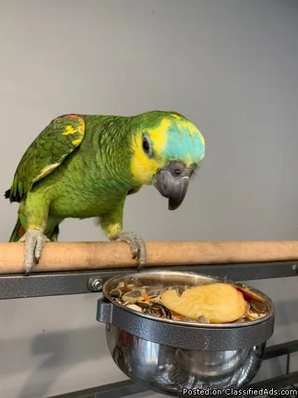 Hand Reared Blue Fronted Amazon Parrot For Sale