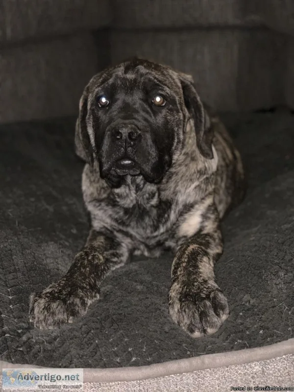 AKC Champion Breed Mastiffs
