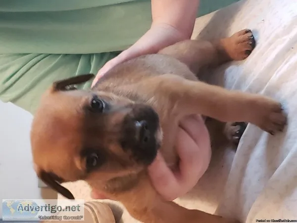 Free puppies