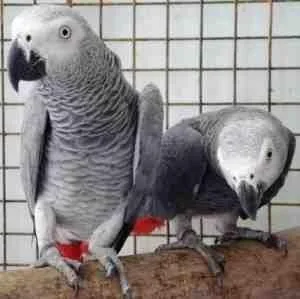 talking african grey