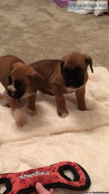 Boxerfrench mastiff