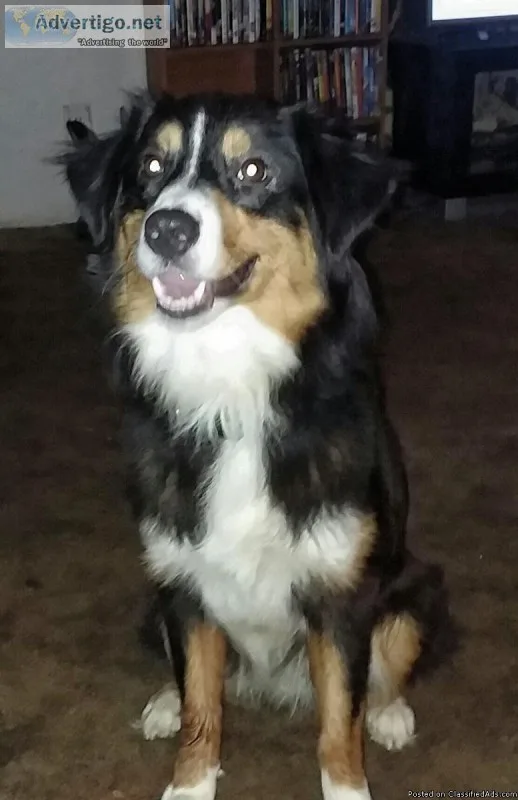 Australian Shepherd