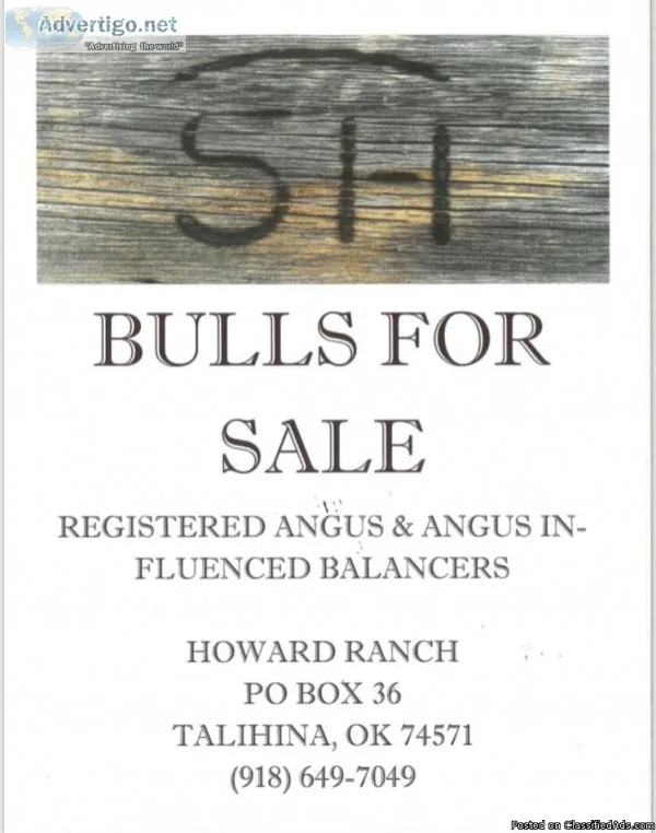 Bulls for sale