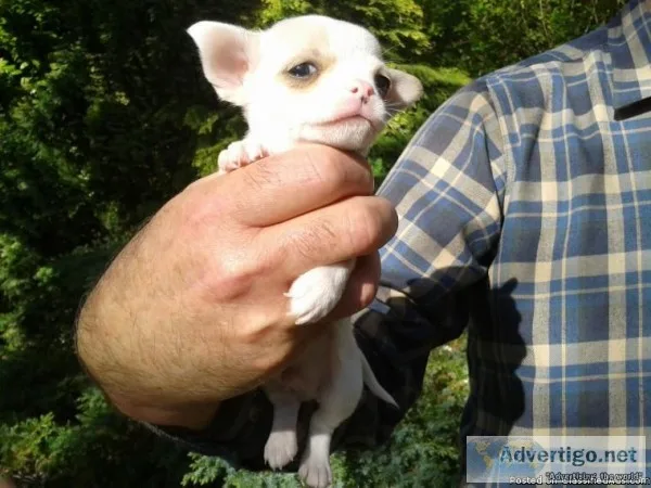 READY TO GO PUREBRED APPLE HEAD CHIHUAHUAS 3F 2 M