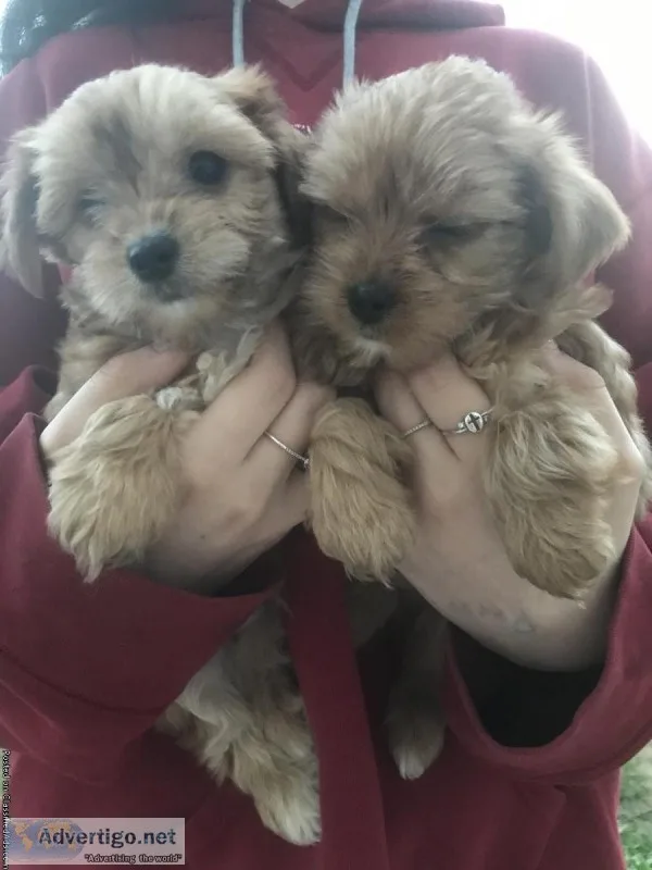AKC Registered Male yorkie pups