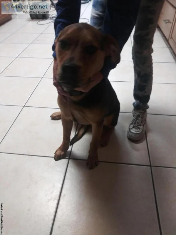 Cute dog in need of good home