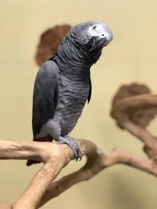 FEMALE AND MALE AFRICAN GREY PARROT AVAILABLE