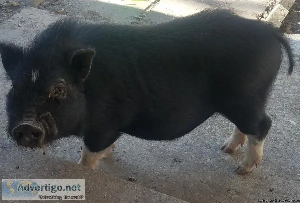 PotBelly pig