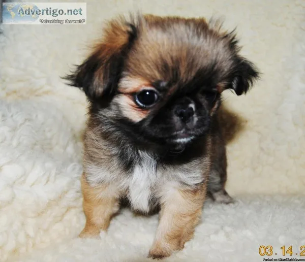 CLAUDIA   JAPANESE CHIN SHIH-TZU and PEKINESE MIX