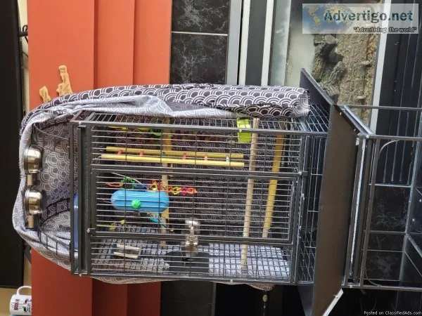 2 parakeets plus cage