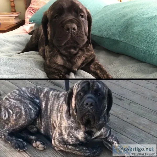 AKC CHAMPION MASTIFFS